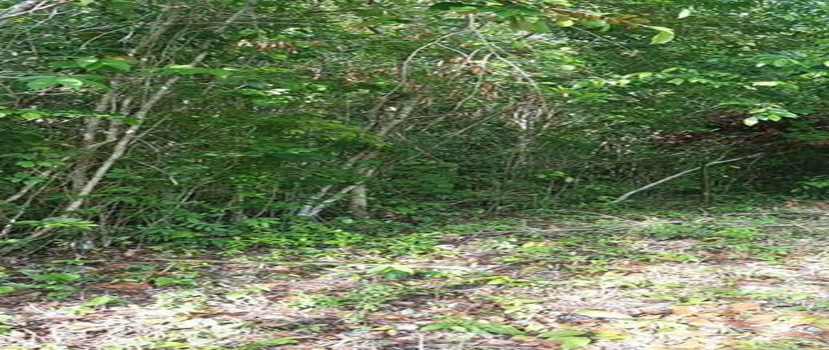 Foto de terreno habitacional en venta en  , bacalar dos, bacalar, quintana roo, 0 No. 04
