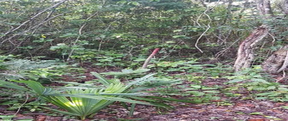 Foto de terreno habitacional en venta en  , bacalar dos, bacalar, quintana roo, 0 No. 05