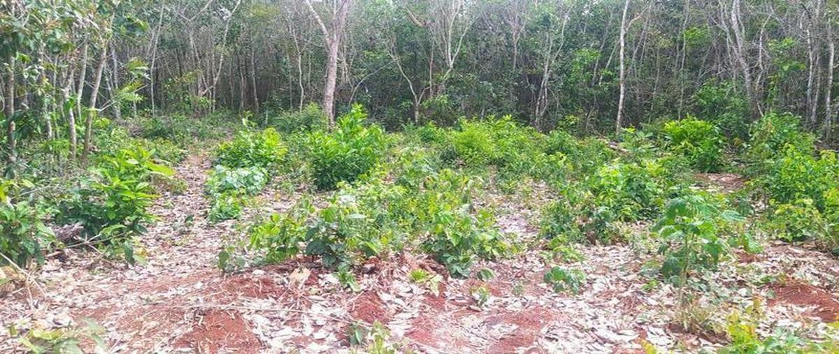 Foto de terreno habitacional en , bacalar dos, bacalar, quintana roo, 0 foto 04 Foto de terreno habitacional en venta en , bacalar dos, bacalar, quintana roo, 0 No. 04