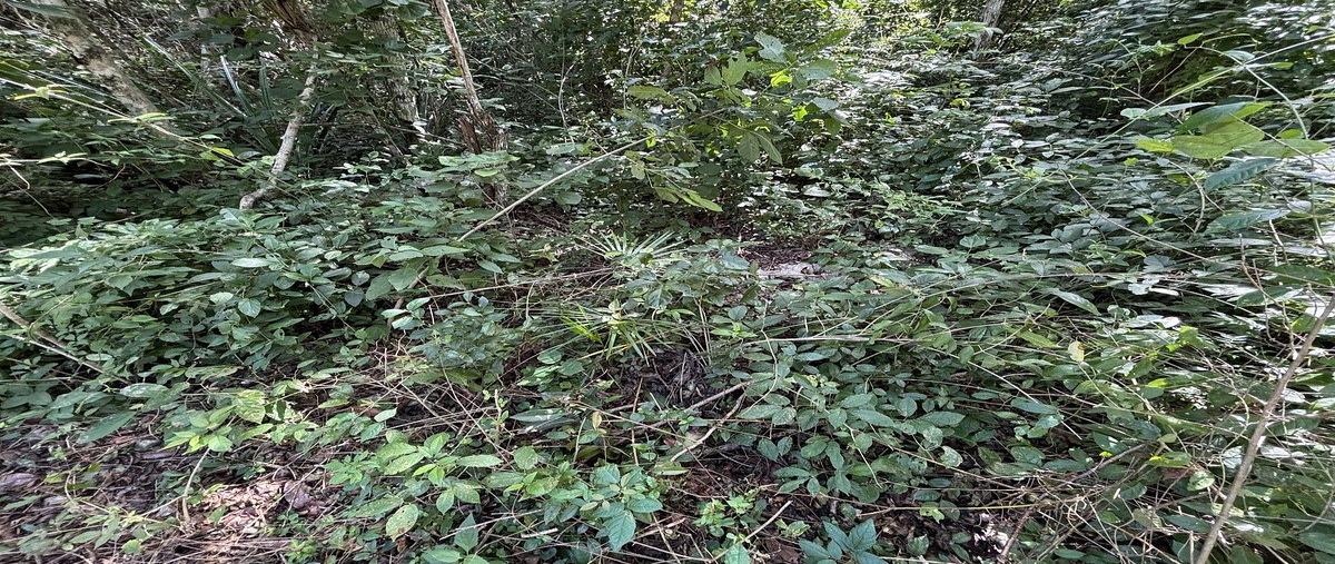 Foto de terreno habitacional en venta en balche , ciudad chemuyil, tulum, quintana roo, 0 No. 03