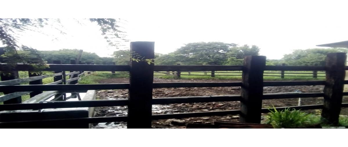 Foto de rancho en venta en  , barbasco, arriaga, chiapas, 0 No. 05