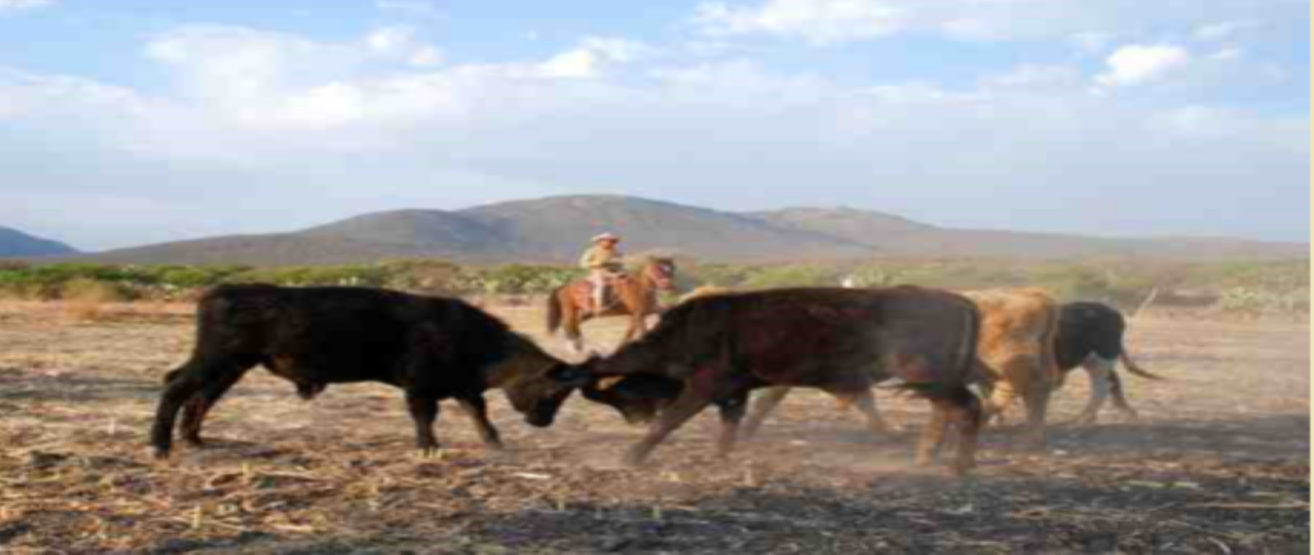 Foto de rancho en venta en benito juárez , huichapan centro, huichapan, hidalgo, 30112541 No. 04