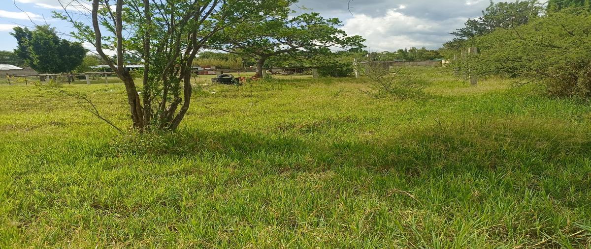 Foto de terreno habitacional en venta en benito juárez , santo domingo barrio bajo, villa de etla, oaxaca, 26720505 No. 03