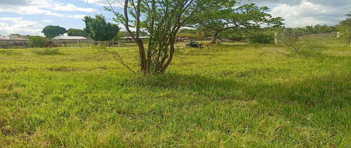 Foto de terreno habitacional en venta en benito juárez , santo domingo barrio bajo, villa de etla, oaxaca, 26720505 No. 05