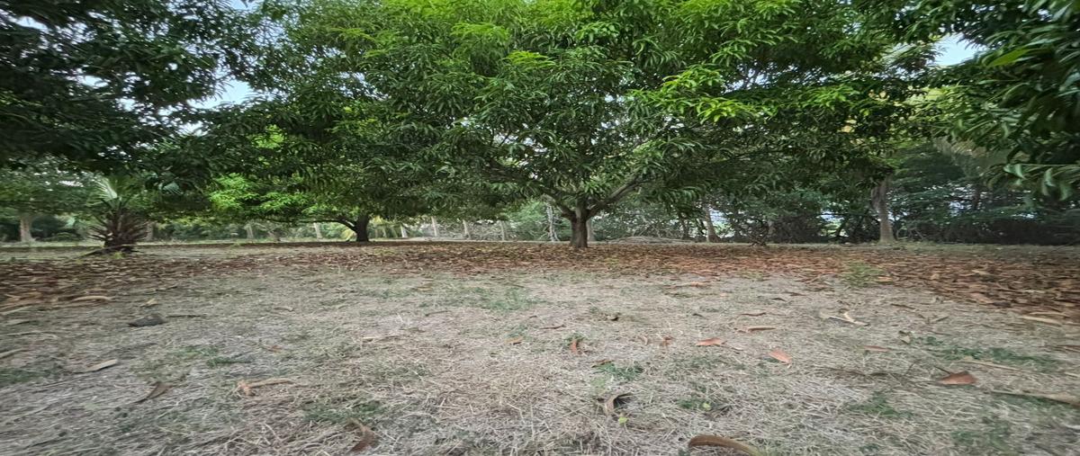 Foto de terreno comercial en boca del cielo , boca del cielo, tonalá, chiapas, 29081838 foto 02 Foto de terreno comercial en venta en boca del cielo , boca del cielo, tonalá, chiapas, 29081838 No. 02