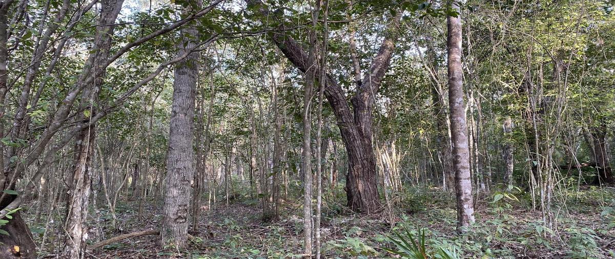 Foto de terreno habitacional en venta en  , bosque de cristo rey, solidaridad, quintana roo, 30346449 No. 05