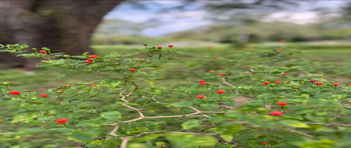 Foto de terreno habitacional en venta en bosque encantado , santiago centro, santiago, nuevo león, 0 No. 05