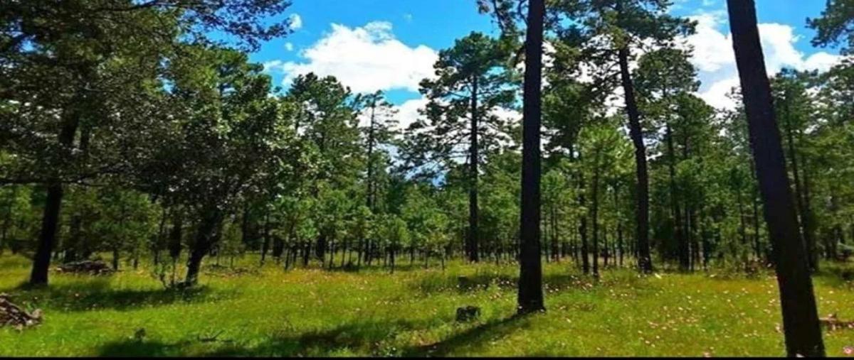 Foto de terreno habitacional en bosques de llano grande , llano grande, mezquital, durango, 0 foto 05 Foto de terreno habitacional en venta en bosques de llano grande , llano grande, mezquital, durango, 0 No. 05