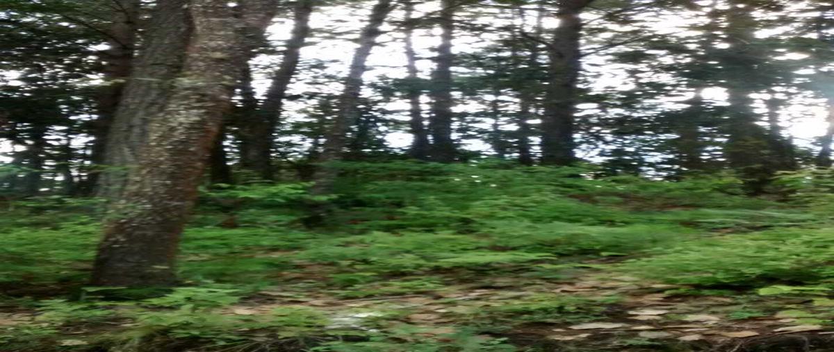 Foto de terreno habitacional en venta en bosques de niebla , zacualpan de ecatepec, san cristóbal de las casas, chiapas, 0 No. 03