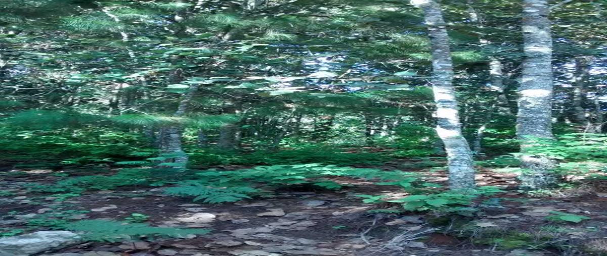 Foto de terreno habitacional en venta en bosques de niebla , zacualpan de ecatepec, san cristóbal de las casas, chiapas, 0 No. 04