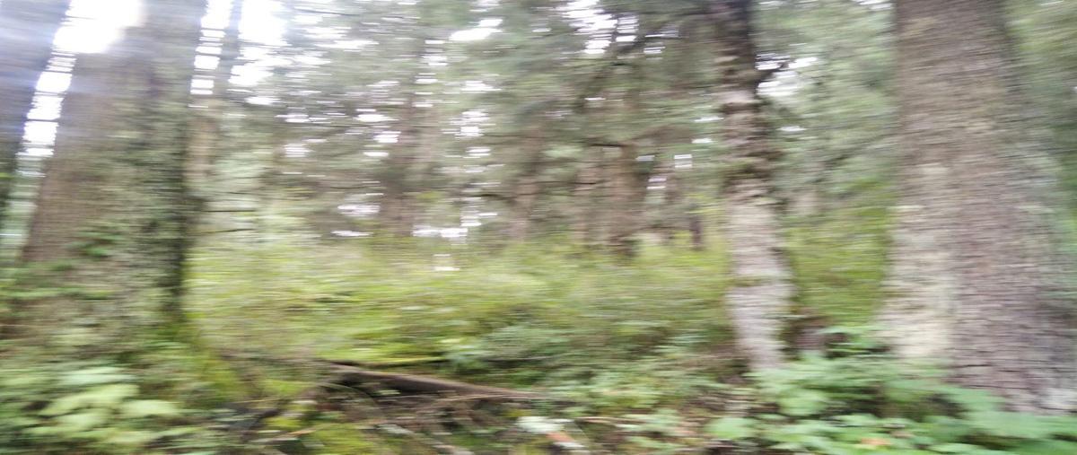 Foto de terreno habitacional en venta en bosques de san cayetano, mineral del monte, hidalgo , bosques de san cayetano, mineral del monte, hidalgo, 0 No. 04