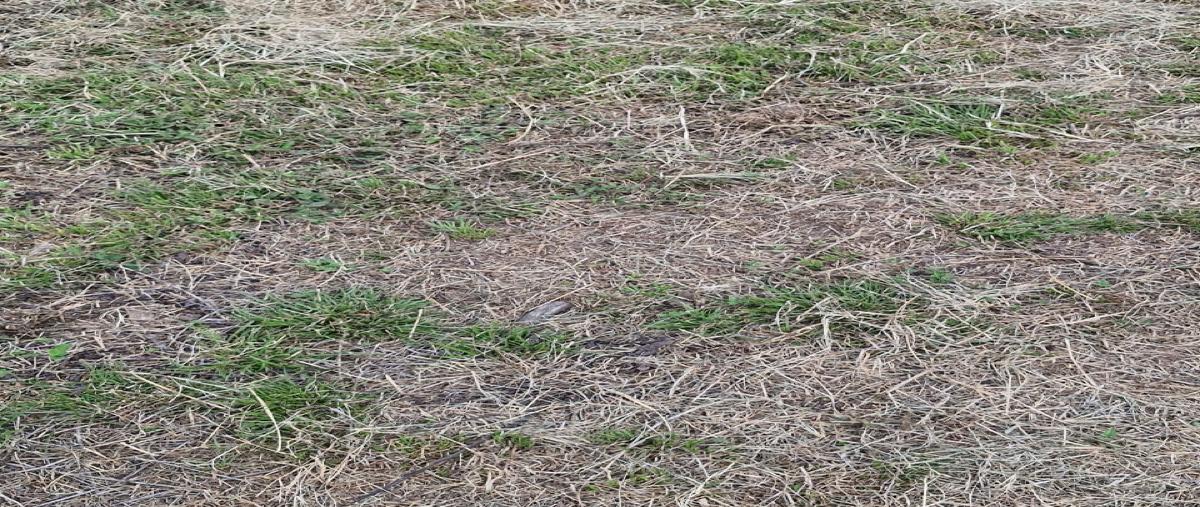 Foto de terreno habitacional en venta en  , briones, coatepec, veracruz de ignacio de la llave, 0 No. 03