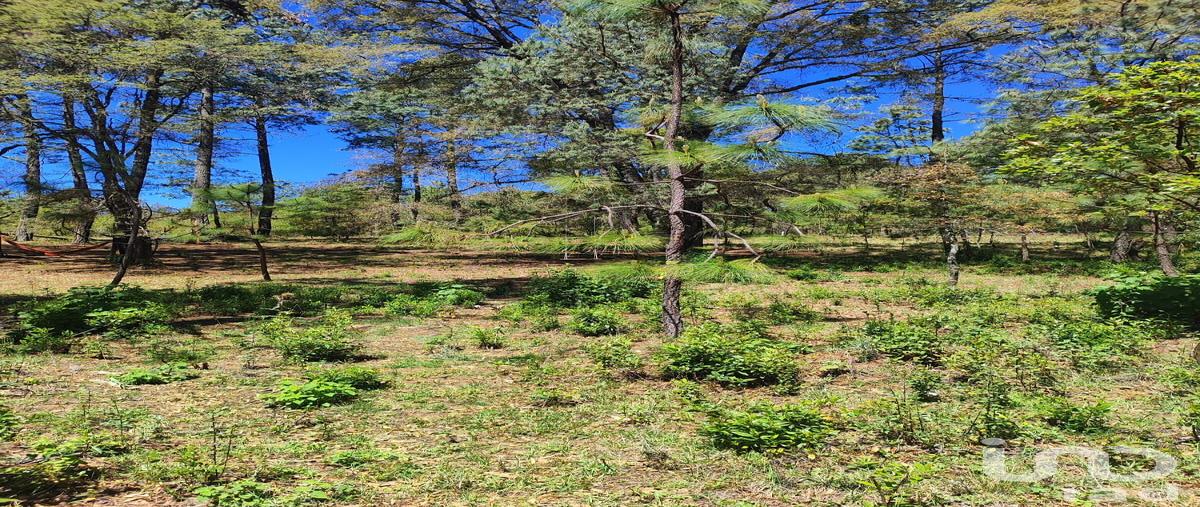 Foto de terreno habitacional en venta en brizuela 4894, atemajac de brizuela, atemajac de brizuela, jalisco, 31126632 No. 03