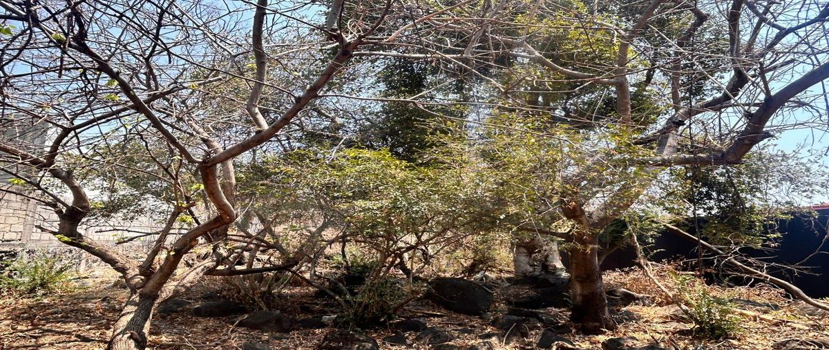 Foto de terreno habitacional en venta en  , burgos bugambilias, temixco, morelos, 0 No. 05