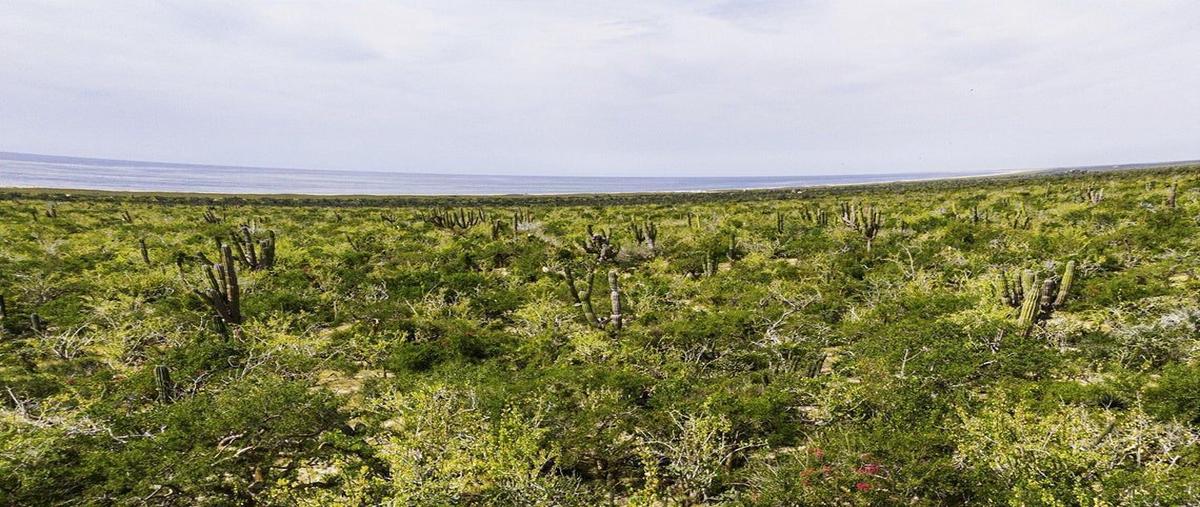 Foto de terreno habitacional en venta en  , cabo san lucas centro, los cabos, baja california sur, 26850447 No. 05