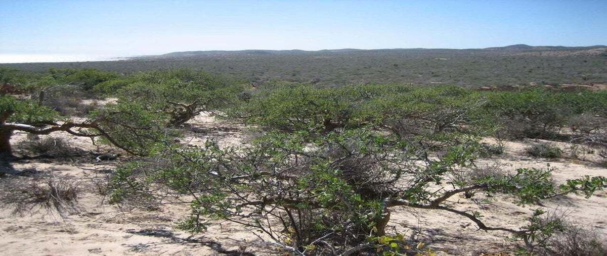 Foto de terreno habitacional en venta en cabo vinorama , invi san josé viejo, los cabos, baja california sur, 0 No. 04