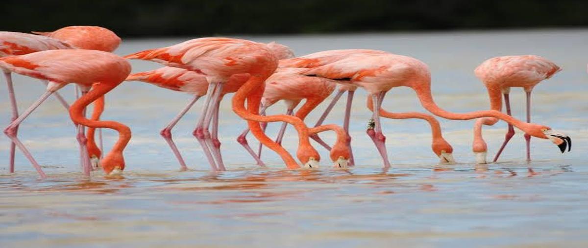 Foto de terreno habitacional en venta en calle 14 , centro hunucmá, hunucmá, yucatán, 29312689 No. 05