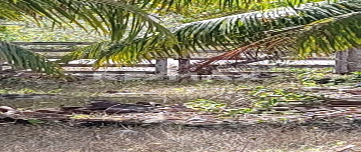 Foto de terreno habitacional en venta en calle 17 , dzilam de bravo, dzilam de bravo, yucatán, 0 No. 03