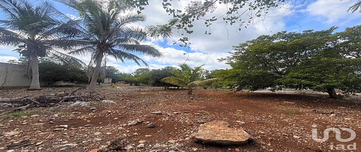Foto de terreno habitacional en venta en calle 20 227, centro telchac pueblo, telchac pueblo, yucatán, 31876521 No. 05
