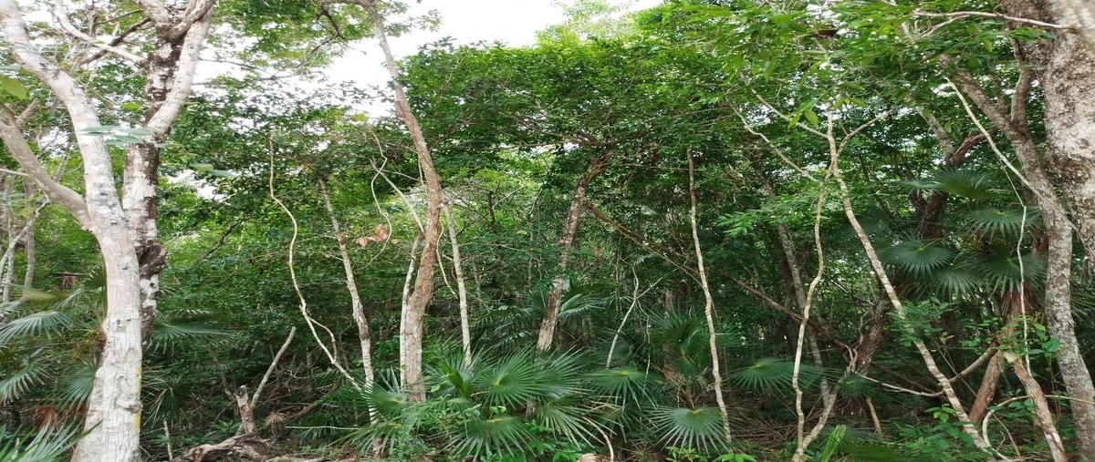 Foto de terreno habitacional en venta en calle colonia mdc , guerra de castas, tulum, quintana roo, 0 No. 03