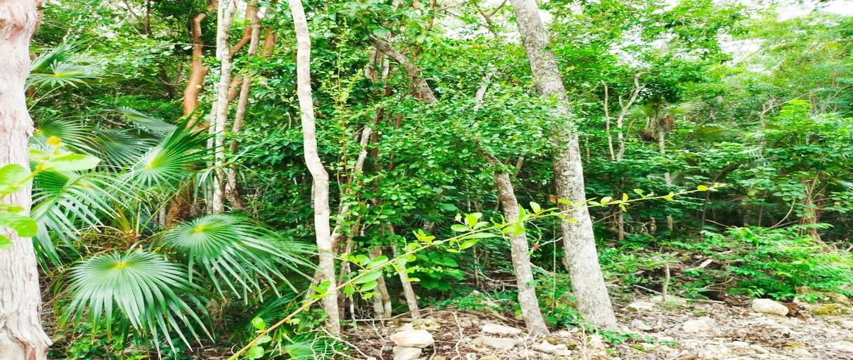 Foto de terreno habitacional en venta en calle colonia mdc , guerra de castas, tulum, quintana roo, 0 No. 04