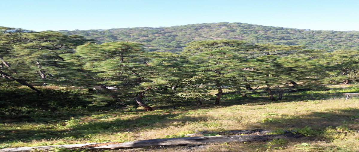 Foto de terreno industrial en venta en calle de los pinos , avándaro, valle de bravo, méxico, 29443886 No. 05