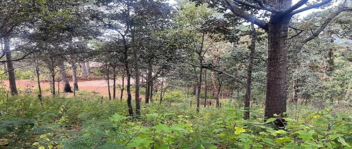 Foto de terreno habitacional en venta en calle innominada , san felipe ecatepec, san cristóbal de las casas, chiapas, 30108533 No. 05