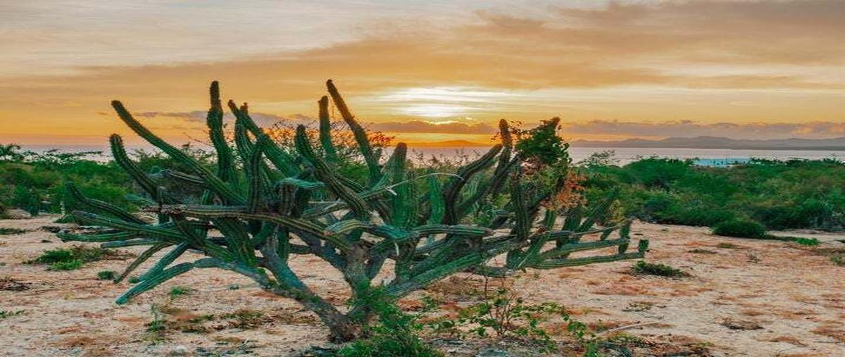 Foto de terreno habitacional en venta en calle isla socorro , la ventana, la paz, baja california sur, 0 No. 05