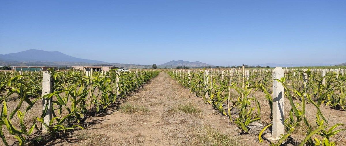 Foto de terreno industrial en venta en calle medina asencio , los ruiseñores, tala, jalisco, 0 No. 07