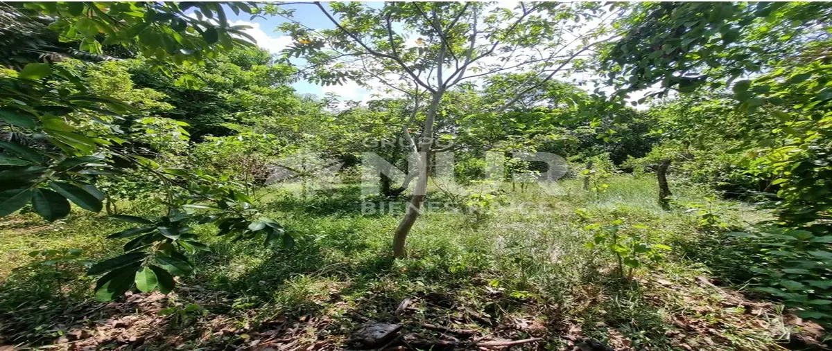 Foto de terreno habitacional en calle sector la mojina 144, la palma, centro, tabasco, 30159252 foto 05 Foto de terreno habitacional en venta en calle sector la mojina 144, la palma, centro, tabasco, 30159252 No. 05