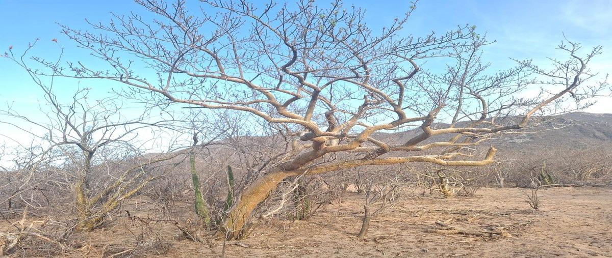 Foto de terreno habitacional en venta en calle s/nombre , san pedro, la paz, baja california sur, 0 No. 05