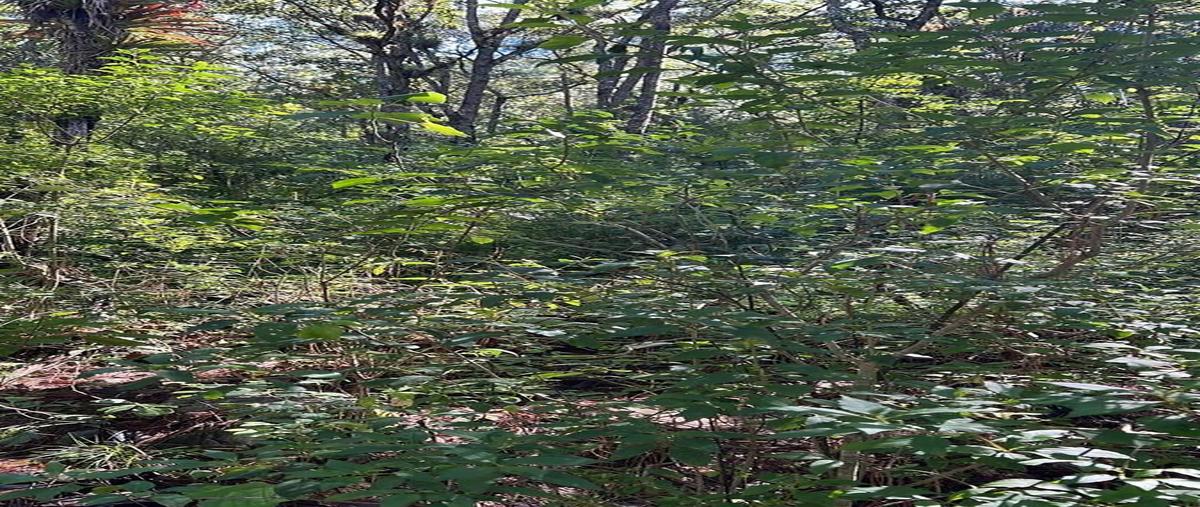 Foto de terreno habitacional en venta en callejon corral de piedra , bosques del sol, san cristóbal de las casas, chiapas, 30607542 No. 04