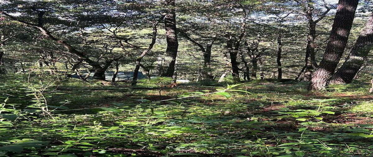 Foto de terreno habitacional en venta en callejon corral de piedra , bosques del sol, san cristóbal de las casas, chiapas, 30607542 No. 05