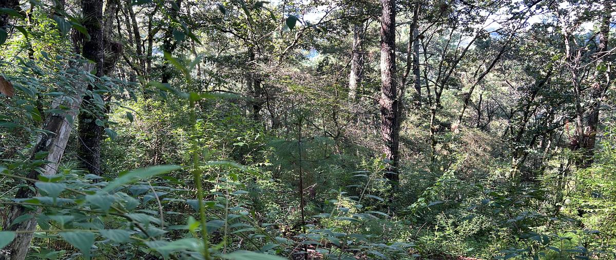 Foto de terreno habitacional en venta en callejon corral de piedra , corral de piedra, san cristóbal de las casas, chiapas, 0 No. 03