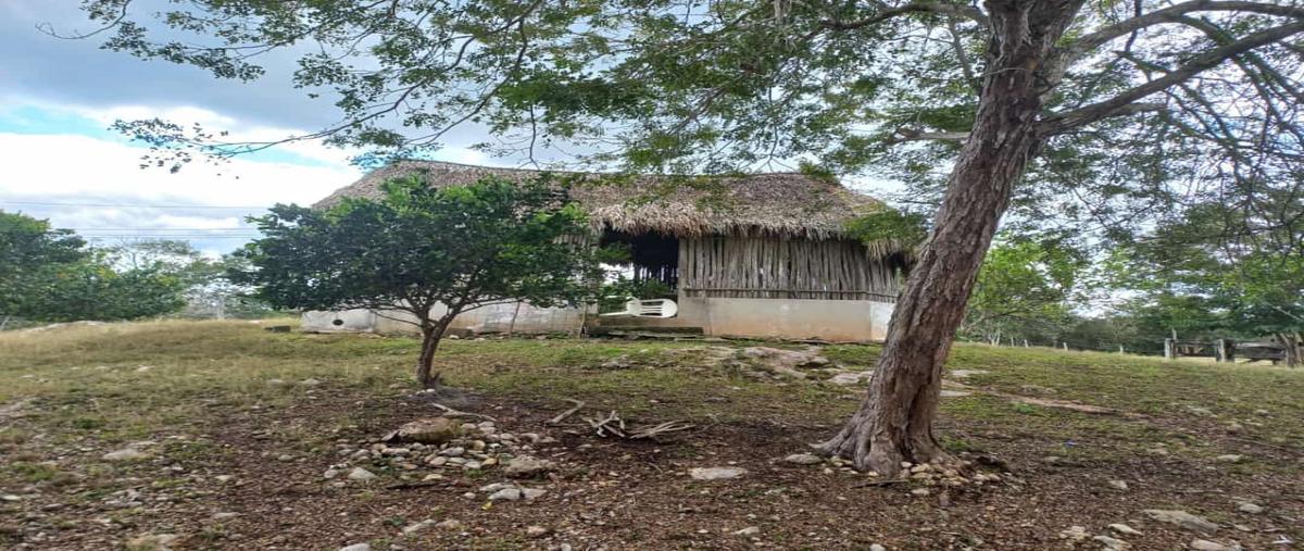Foto de rancho en venta en  , calotmul, calotmul, yucatán, 27451660 No. 04