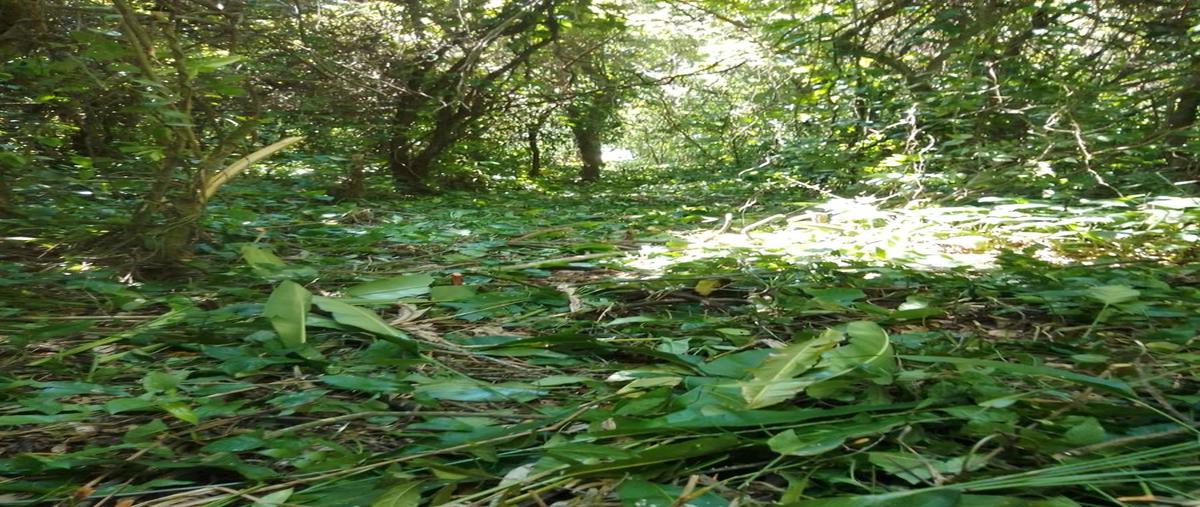Foto de terreno habitacional en venta en  , calzada, cárdenas, tabasco, 0 No. 04