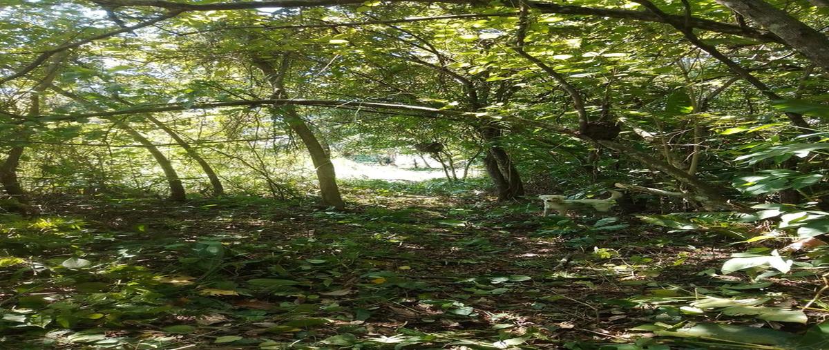 Foto de terreno habitacional en venta en  , calzada, cárdenas, tabasco, 0 No. 05