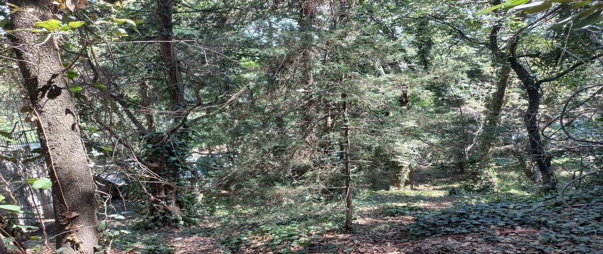 Foto de terreno habitacional en venta en calzada desierto de los leones , rancho san francisco pueblo san bartolo ameyalco, álvaro obregón, df / cdmx, 0 No. 03
