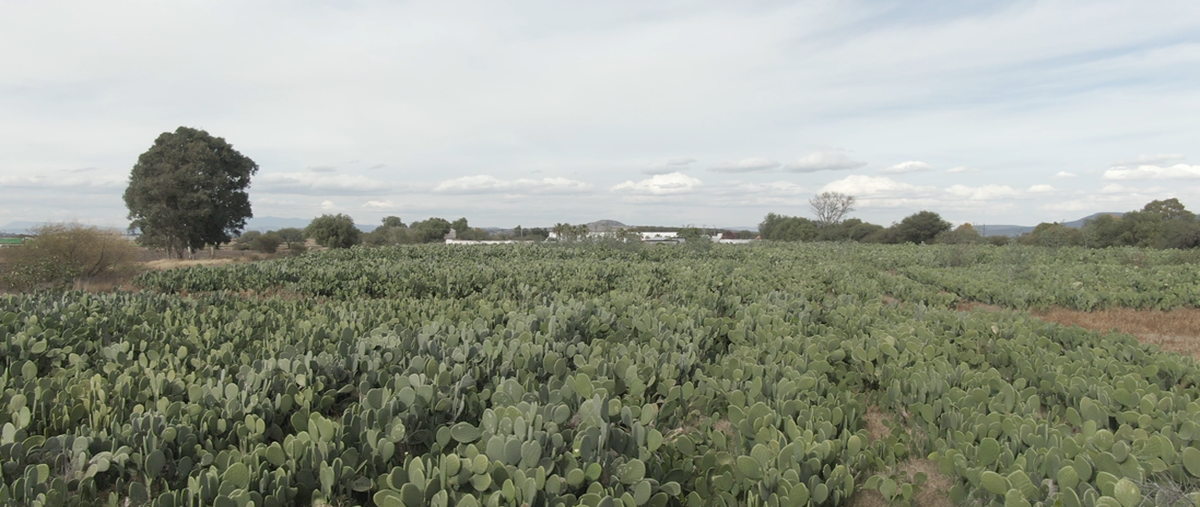 Foto de rancho en camino a chintepec kilometro , san clemente, pedro escobedo, querétaro, 26440152 foto 05 Foto de rancho en venta en camino a chintepec kilometro , san clemente, pedro escobedo, querétaro, 26440152 No. 05