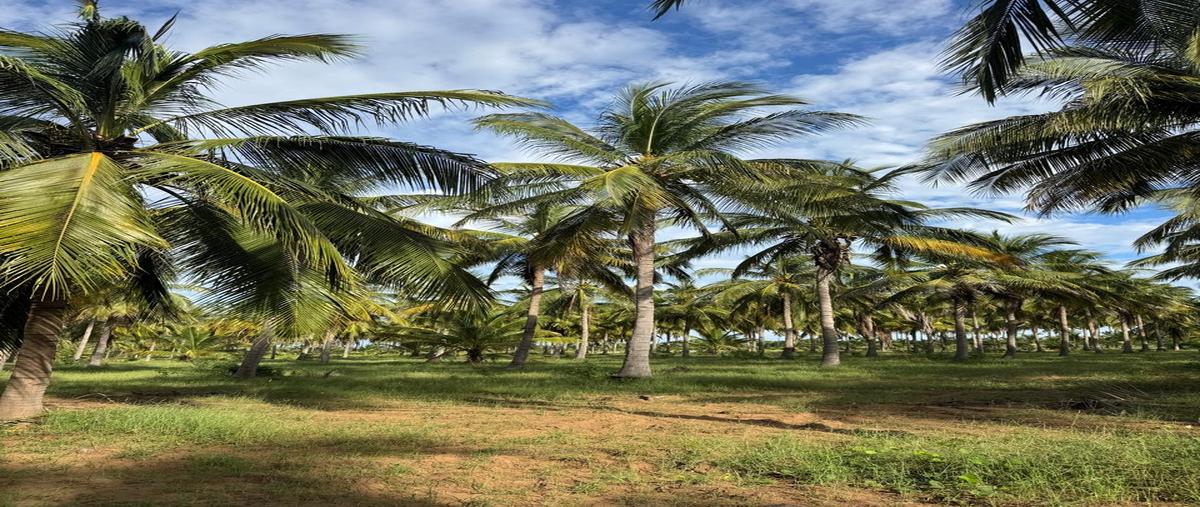 Foto de terreno comercial en venta en camino a isla de la piedra , isla de la piedra, mazatlán, sinaloa, 30531022 No. 04