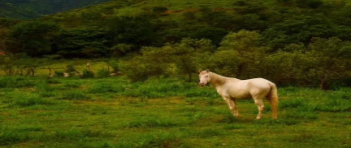 Foto de terreno habitacional en venta en camino a potrerillos , el cerrito, talpa de allende, jalisco, 30189958 No. 05