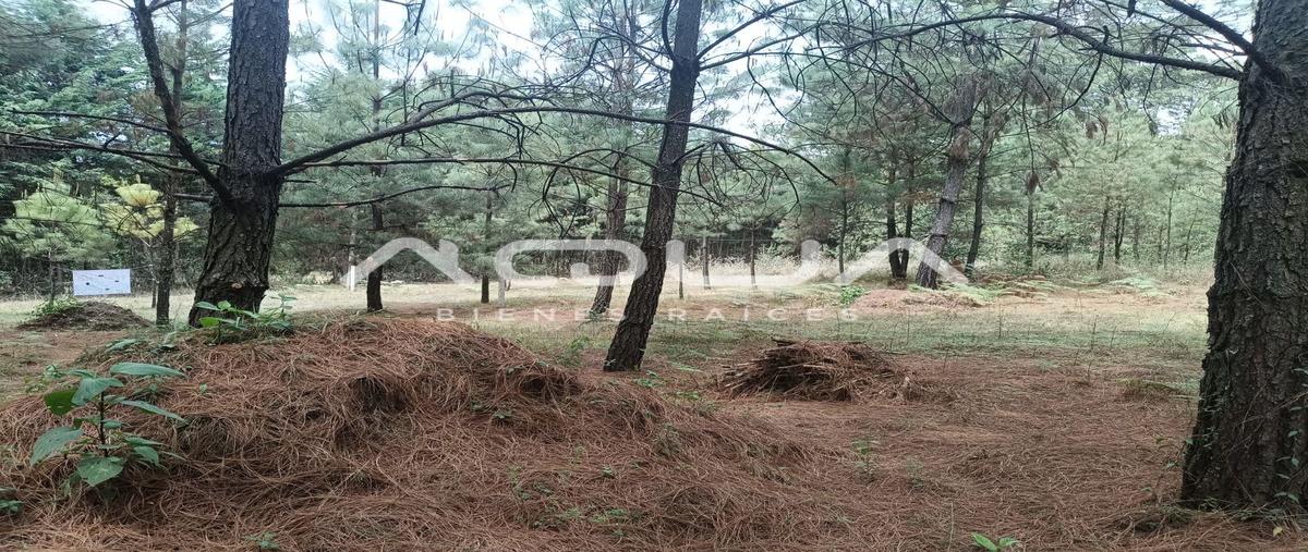 Foto de terreno habitacional en venta en camino a ros marino , valle de bravo, valle de bravo, méxico, 0 No. 05