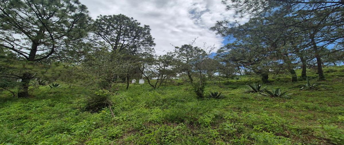 Foto de terreno habitacional en camino a san agustin kilometro 0.8 , atacco, tapalpa, jalisco, 0 foto 03 Foto de terreno habitacional en venta en camino a san agustin kilometro 0.8 , atacco, tapalpa, jalisco, 0 No. 03