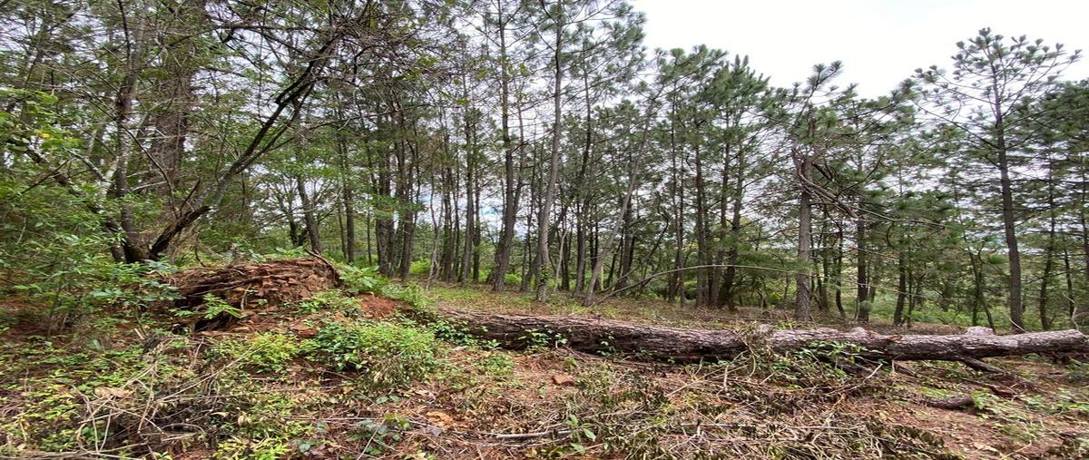 Foto de terreno habitacional en venta en camino a san gabriel 5, la loma alta, tapalpa, jalisco, 0 No. 04