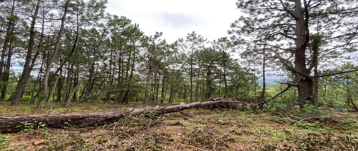 Foto de terreno habitacional en venta en camino a san gabriel 5, la loma alta, tapalpa, jalisco, 0 No. 05