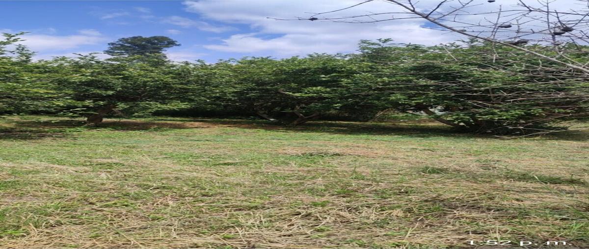 Foto de terreno comercial en venta en camino a san isidro mazatepec , villa california, tlajomulco de zúñiga, jalisco, 28786148 No. 05