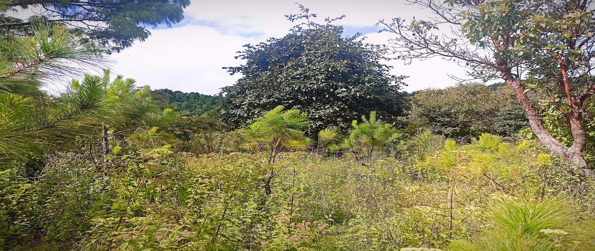 Foto de terreno habitacional en venta en camino a san josé buena vista , maría auxiliadora, san cristóbal de las casas, chiapas, 28905657 No. 04