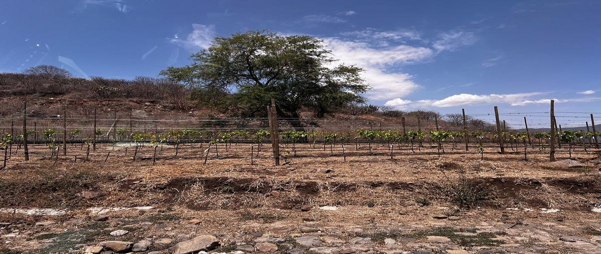 Foto de terreno habitacional en camino a san martín , la loma, jocotepec, jalisco, 0 foto 02 Foto de terreno habitacional en venta en camino a san martín , la loma, jocotepec, jalisco, 0 No. 02