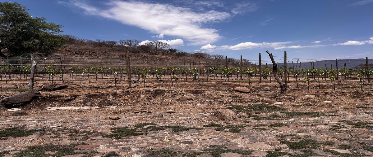 Foto de terreno habitacional en camino a san martín , la loma, jocotepec, jalisco, 0 foto 03 Foto de terreno habitacional en venta en camino a san martín , la loma, jocotepec, jalisco, 0 No. 03