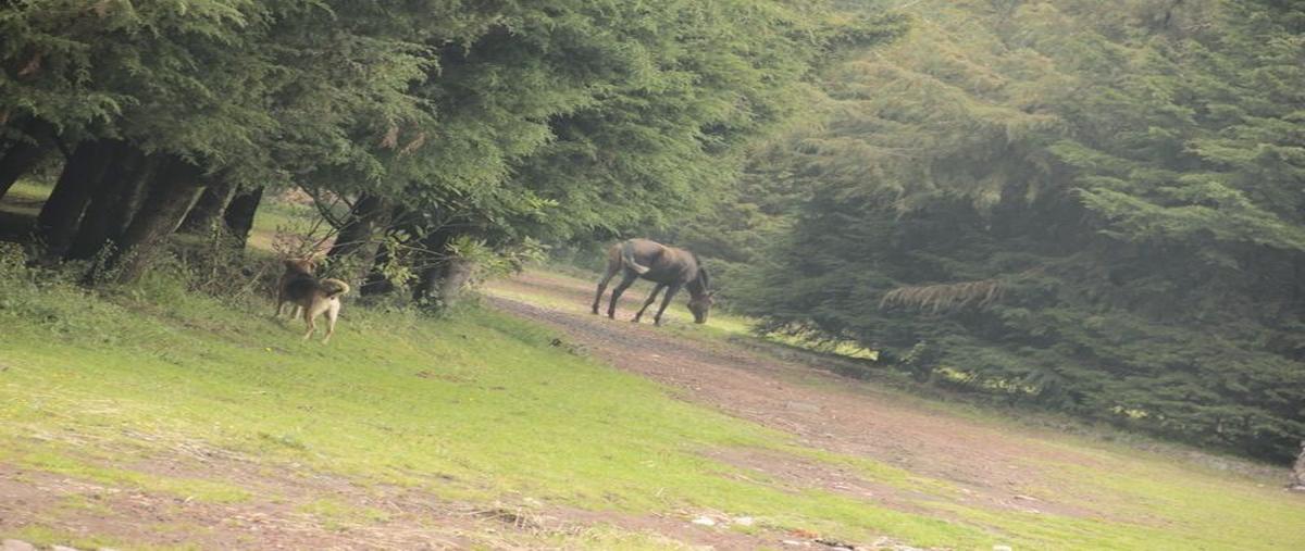 Foto de rancho en venta en camino al panteón , santo tomas ajusco, tlalpan, df / cdmx, 14769696 No. 02